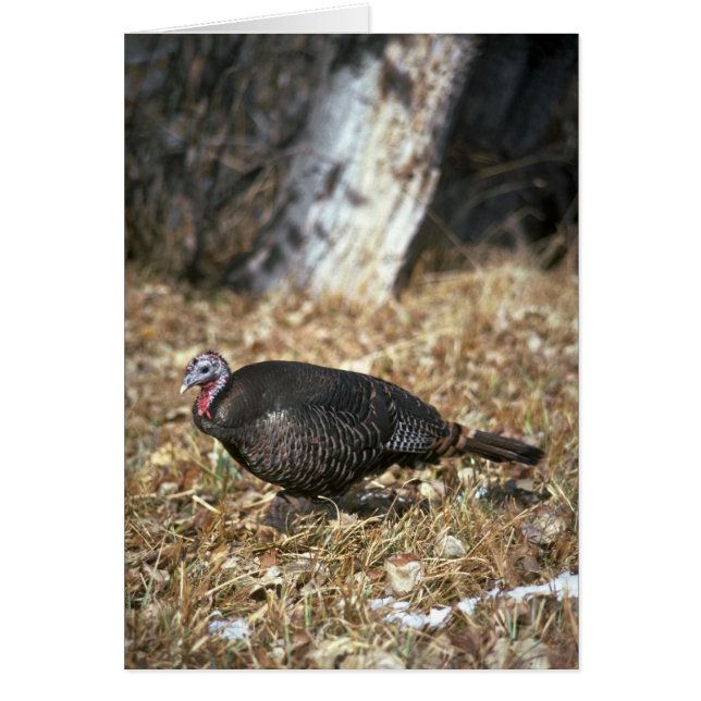 Merriams wild turkey, hen (Front)