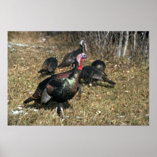 Merriams wild turkeys, big gobbler and flock poster