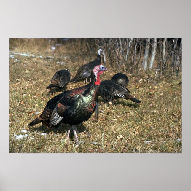 Merriams wild turkeys, big gobbler and flock poster (Front)