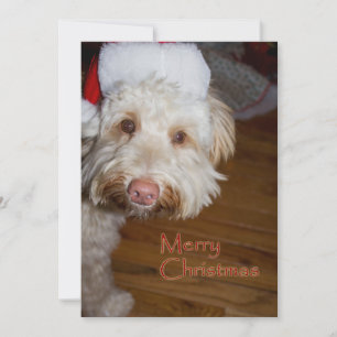 Merry Christmas A Labradoodle with a Santa hat on Holiday Card