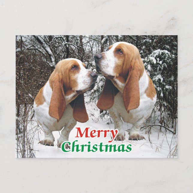 Merry Christmas Basset Hounds Holiday Postcard (Front)