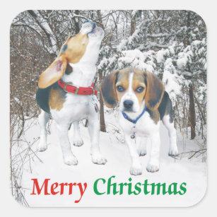 Merry Christmas Beagle Snowy Woods Stickers