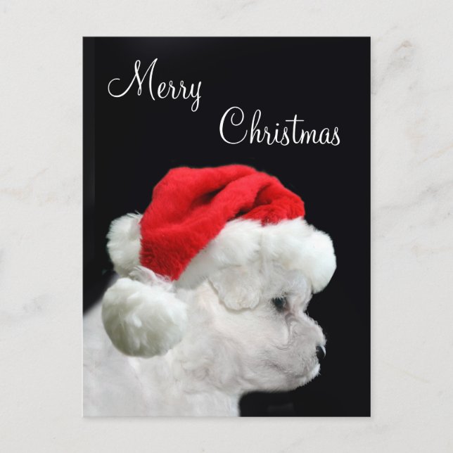 Merry Christmas Bichon Frise Holiday Postcard (Front)