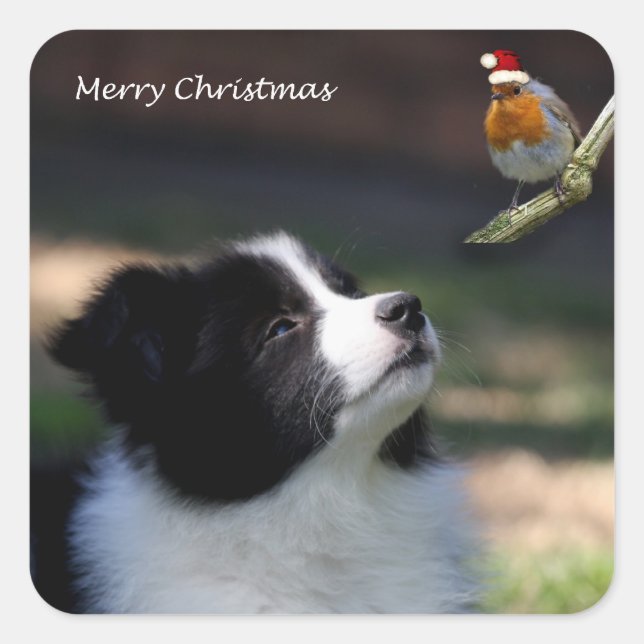Merry Christmas Border Collie and Robin Square Sticker (Front)