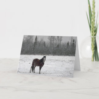 Merry Christmas Card