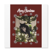 Merry Christmas card with Tuxedo cat on my tree.