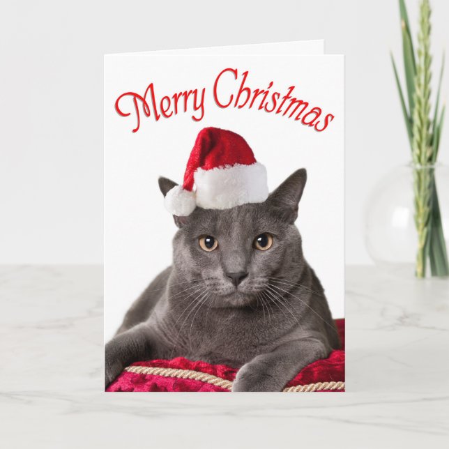 Merry Christmas,  Cat Christmas Card (Front)