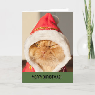 Merry Christmas Cat Holiday Card