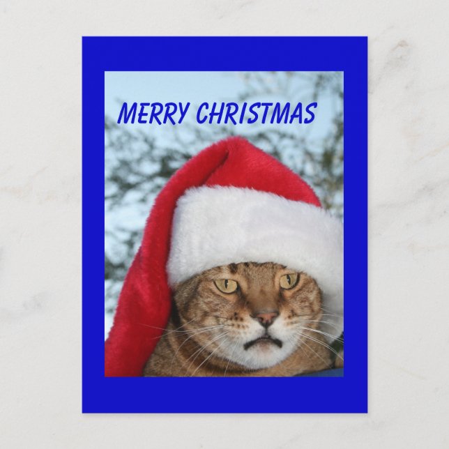 MERRY CHRISTMAS  Cat Holiday Postcard (Front)