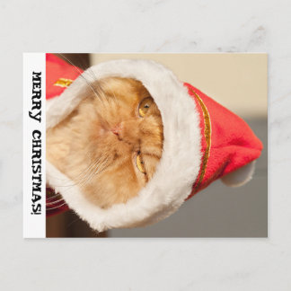 Merry Christmas Cat Holiday Postcard