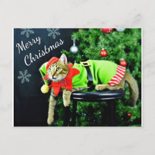 Merry Christmas Cat Postcard