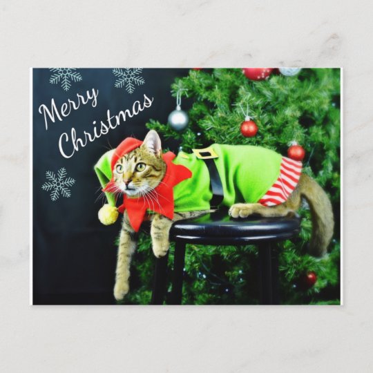 Merry Christmas Cat Postcard | Zazzle.co.uk