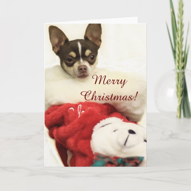 Merry Christmas Chihuahua greeting card (Front)