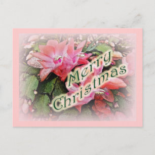 Merry Christmas Christmas Cactus Flowers Holiday Postcard