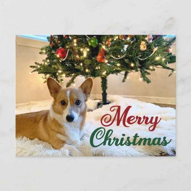 Merry Christmas Corgi Beautiful Dog Photography Postcard (Front)