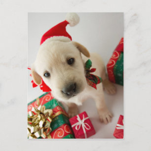 Merry Christmas - cute labrador puppy Holiday Postcard