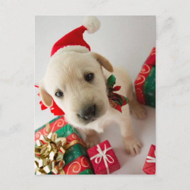 Merry Christmas - cute labrador puppy Holiday Postcard (Front)