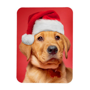 Merry Christmas Cute Labrador Puppy in Santa Hat Magnet