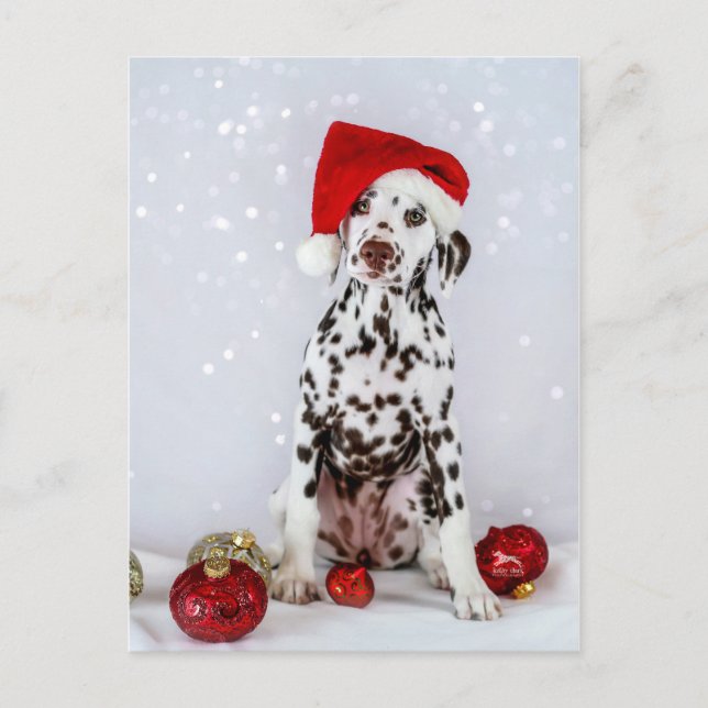 Merry Christmas Dalmatian Postcard (Front)