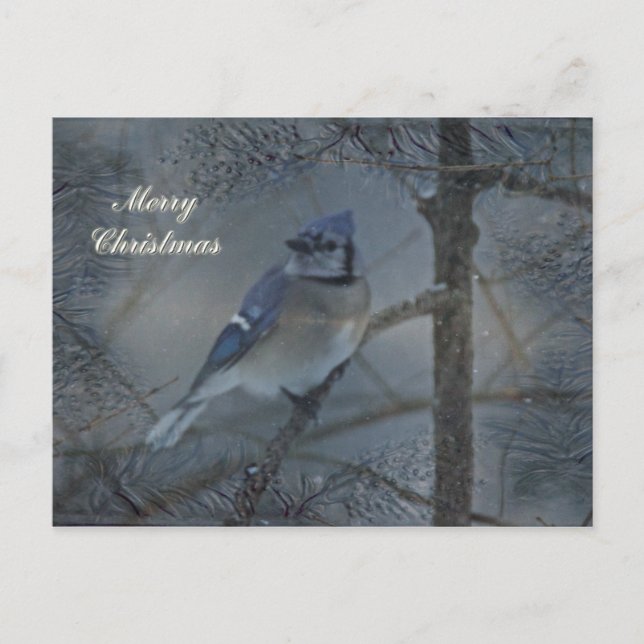 Merry Christmas - Eastern Blue Jay Holiday Postcard (Front)