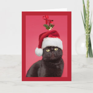 Merry Christmas For Anyone Cat Under Mistletoe Holiday Card