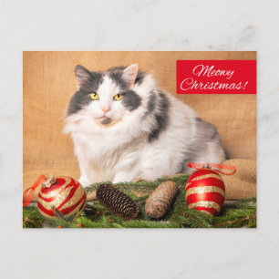 Merry Christmas For Anyone Cute Cat Humour Holiday Postcard