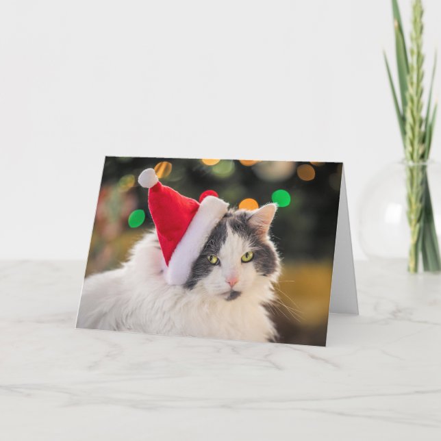 Merry Christmas For Anyone Cute Cat in Santa Hat Holiday Card (Front)