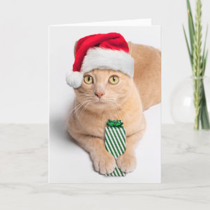 Merry Christmas For Anyone Orange Tabby Cat Holiday Card
