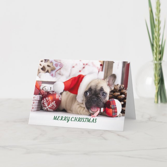 Merry Christmas French Bull Holiday Card (Front)