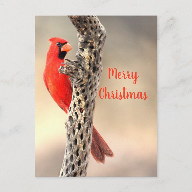 Merry Christmas from a  Northern Cardina Holiday Postcard (Front)