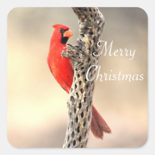 Merry Christmas from a Northern Cardinal Square Sticker