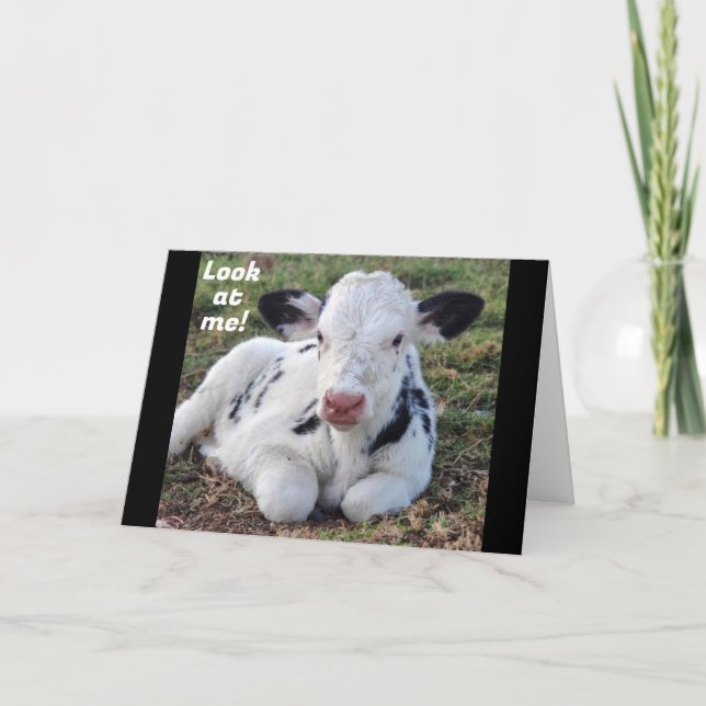 "MERRY CHRISTMAS" FROM ADORABLE COW HOLIDAY CARD (Front)