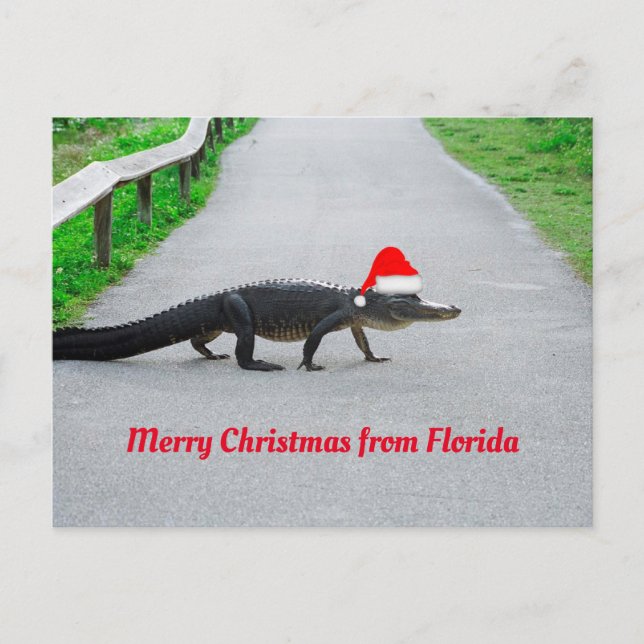 Merry Christmas from Florida funny alligator Postcard (Front)