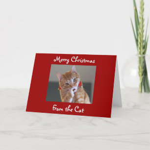 Merry Christmas From the Cat Holiday Card