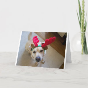 MERRY CHRISTMAS FROM THE DOG HOLIDAY CARD