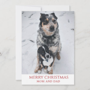 Merry Christmas From The Dogs Holiday Card