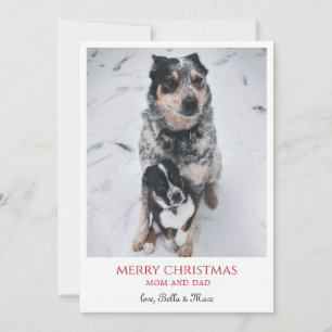 Merry Christmas From The Dogs Holiday Card