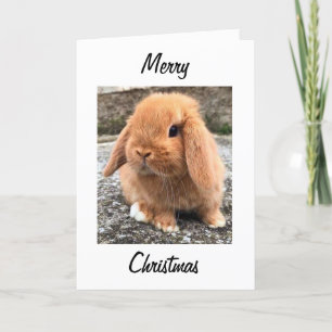 **MERRY CHRISTMAS** from THE "EASTER BUNNY" Holiday Card