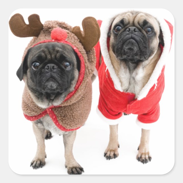 Merry Christmas from the Pugs Square Sticker (Front)