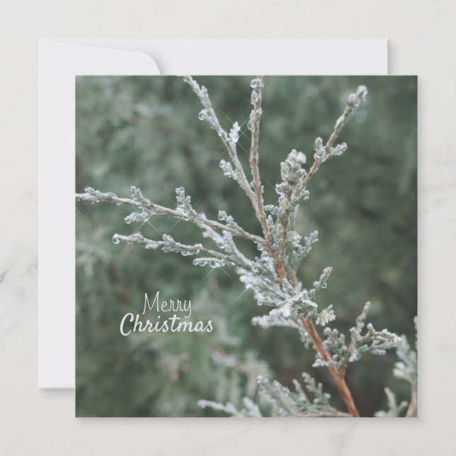 Merry Christmas Frosty Evegreen Branch Holiday Card (Front)