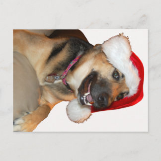 Merry Christmas German Shepherd Holiday Postcard
