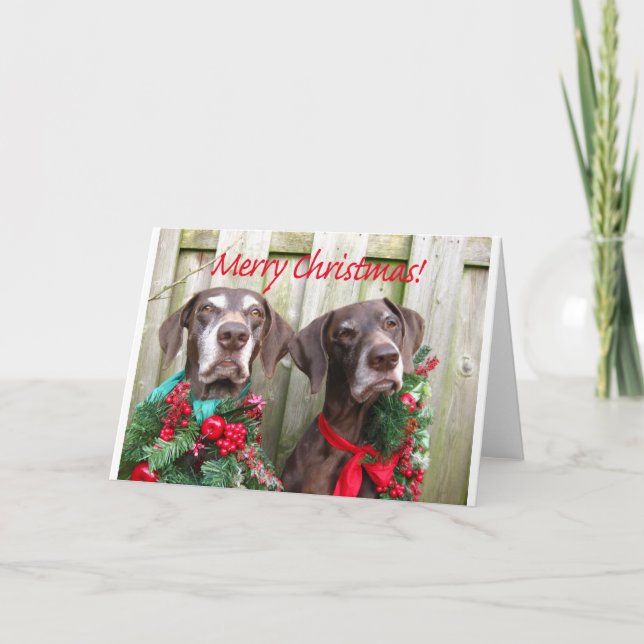 Merry Christmas german shorthaired pointer Holiday Card (Front)