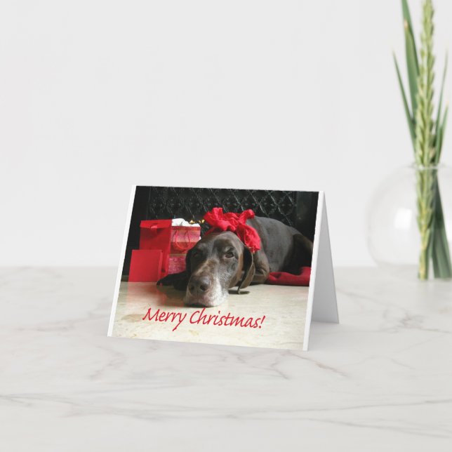 Merry Christmas german shorthaired pointer Holiday Card (Front)