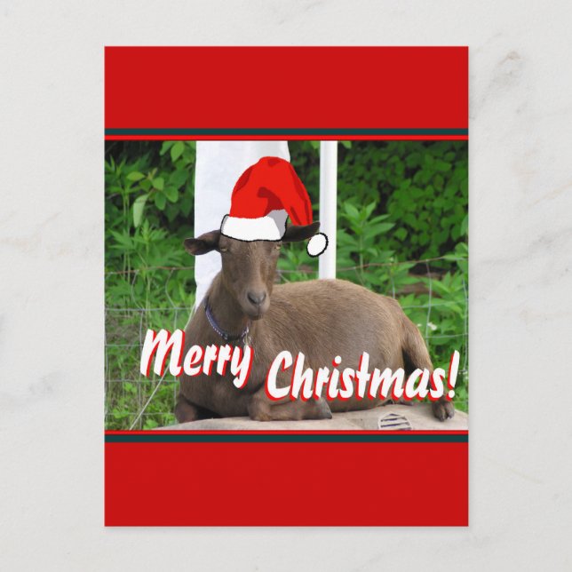 MERRY CHRISTMAS GOAT GREETINGS HOLIDAY POSTCARD (Front)