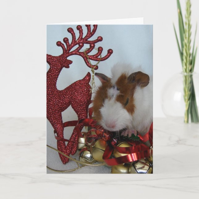 Merry Christmas!  Guinea Pig with reindeer Holiday Card (Front)