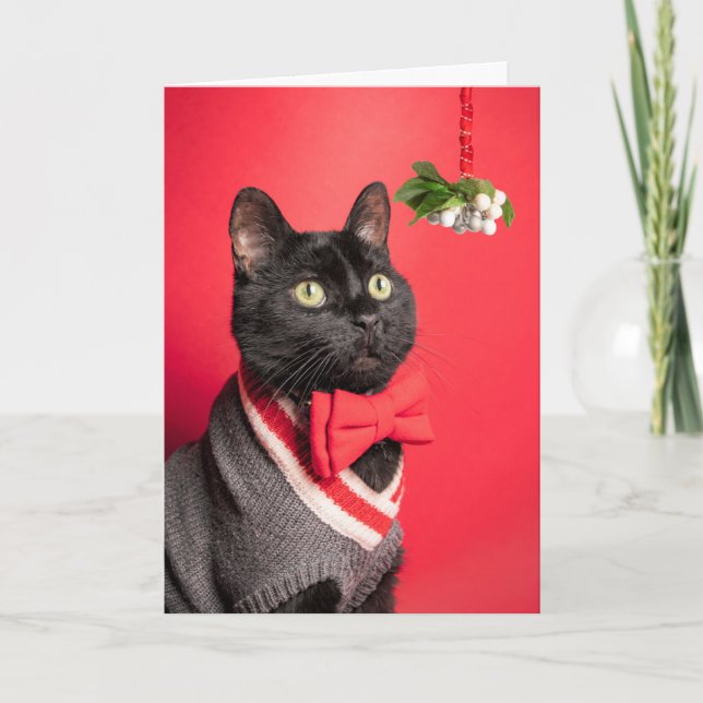 Merry Christmas Handsome Cat With Mistletoe Humour Holiday Card (Front)