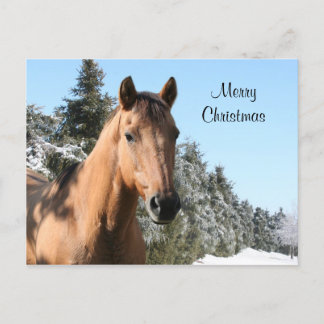 Merry Christmas horse Holiday Postcard