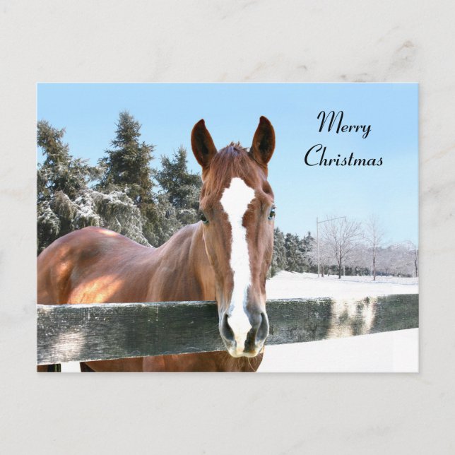Merry Christmas horse Holiday Postcard (Front)