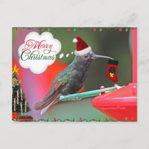 Merry Christmas Hummingbird Holiday Postcard