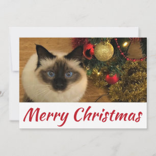 Merry Christmas Kitty Postcard